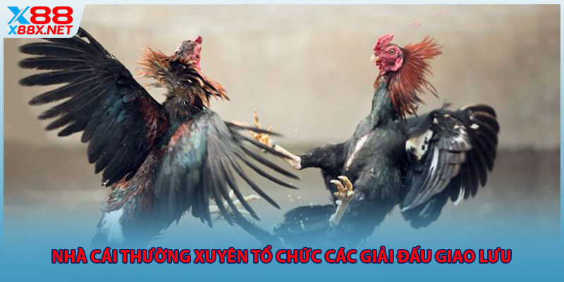 Nhà cái thường xuyên tổ chức các giải đấu giao lưu 